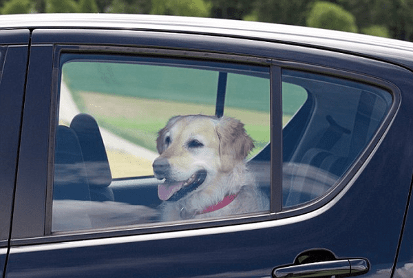 Serán multados en Chihuahua dueños que dejen a sus perros en vehículos