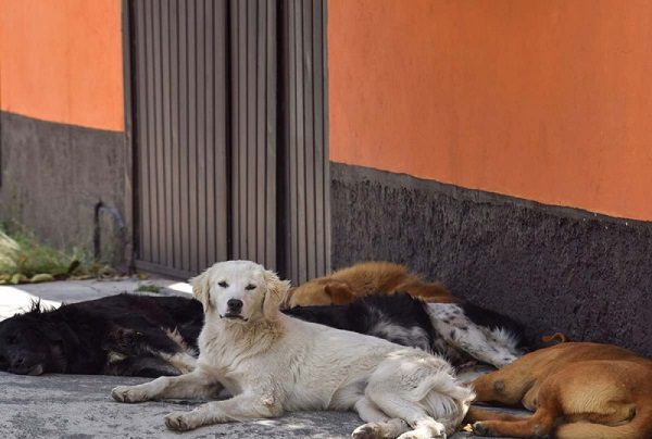 Graban a carnicero supuestamente desollando a un perro en Sonora