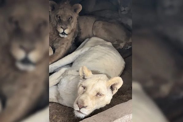 Denuncian abandono y maltrato de felinos en el santuario Black Jaguar del Ajusco