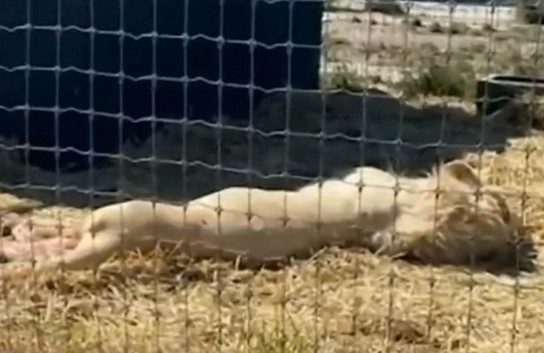 Autoridades de CDMX realizan operativo en Black Jaguar-White Tiger