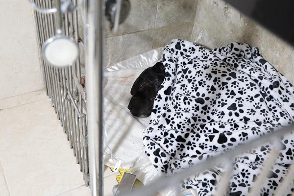 Cae sujeto que atacó a machetazos a "Negrito", perrito pitbull herido en Cuautitlán