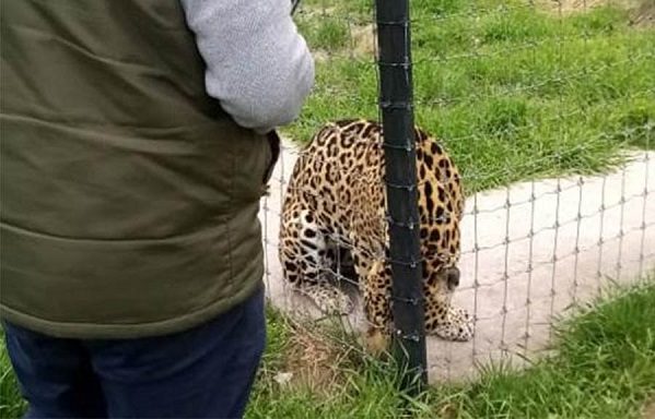 Sheinbaum anuncia que felinos maltratados en refugio serán atendidos en zoológicos capitalinos