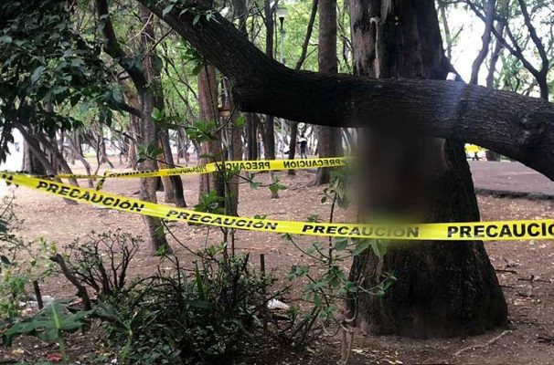 Crucifican a perrito sobre un árbol en la Gustavo A. Madero