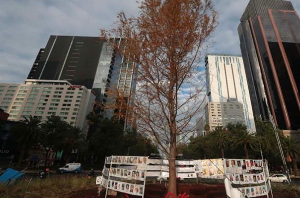 Sheinbaum insiste en que no fue apresurado plantar ahuehuete en Reforma