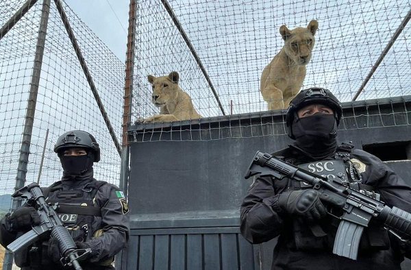 Autoridades de CDMX aseguran refugio de felinos por maltrato animal