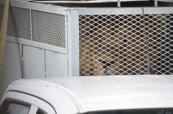Llegan al Zoológico de Chapultepec los primeros felinos rescatados de Santuario