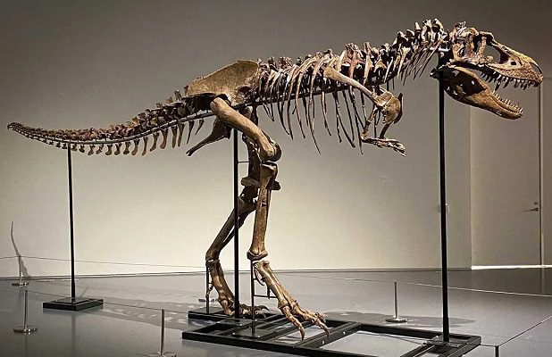 Subastarán en NY esqueleto de dinosaurio de hace 76 millones de años