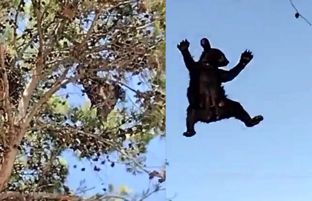 Fallan al intentar bajar a osezno de árbol y cae desde 15 metros de altura, en Coahuila