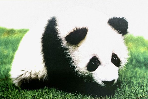 Muere a los 35 años Shuan Shuan, la panda gigante más longeva de México