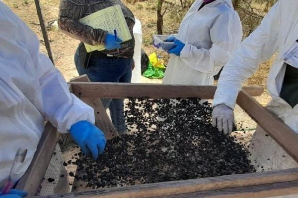 Localizan más de 3 mil restos óseos calcinados en 'narco cementerio' en Chihuahua