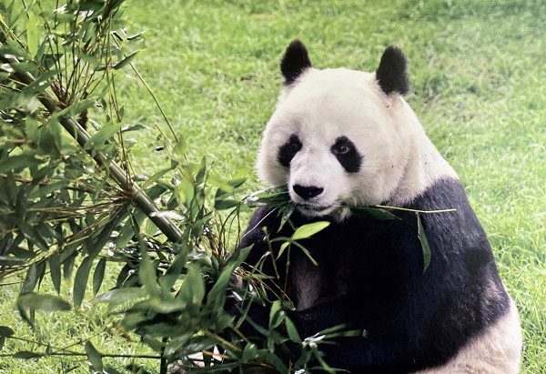 Se analiza traer otro panda a Chapultepec tras muerte de Shuan Shuan: Sheinbaum