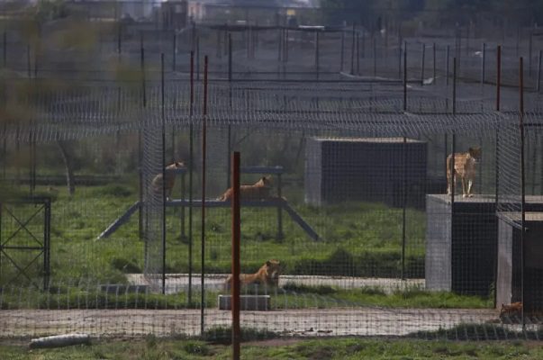 Arriban elementos de la FGR a santuario Black Jaguar para búsqueda de fosas de felinos