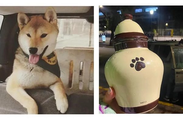 #JusticiaParaMaple: Perrito fue llevado a campamento y regresó en cenizas