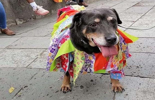 Reaparece el perrito 'Mazapán' en celebraciones de la Guelaguetza 2022 #VIDEOS