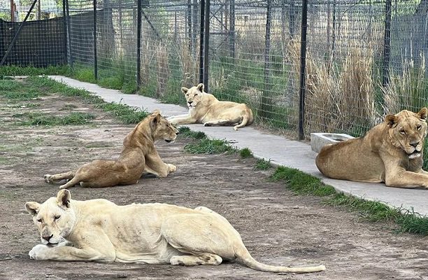Reportan hallazgo de fosas con presuntos restos de leones y tigres en el Ajusco