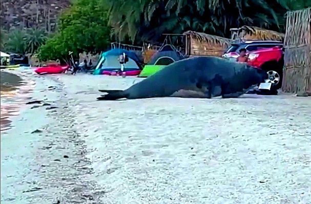 Elefante marino curioso sorprende a bañistas en playa de BCS #VIDEO