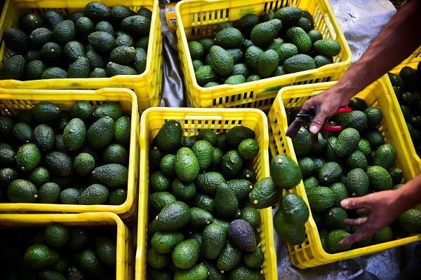 Tras 10 años de espera, Jalisco puede exportar aguacate a EEUU
