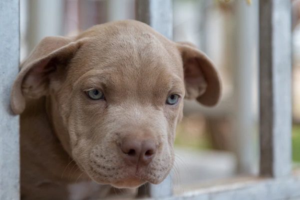 Perrito muere tras ser atacado con un machete en Valle de Chalco