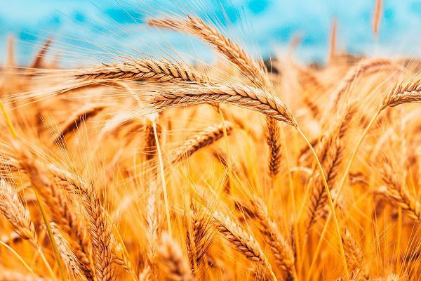 Rusia y Ucrania inician conversaciones sobre exportación de cereales