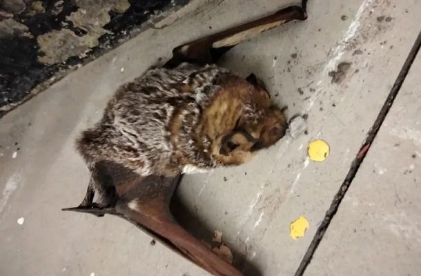 Rescatan a murciélago con un ala rota en Metro Oceanía