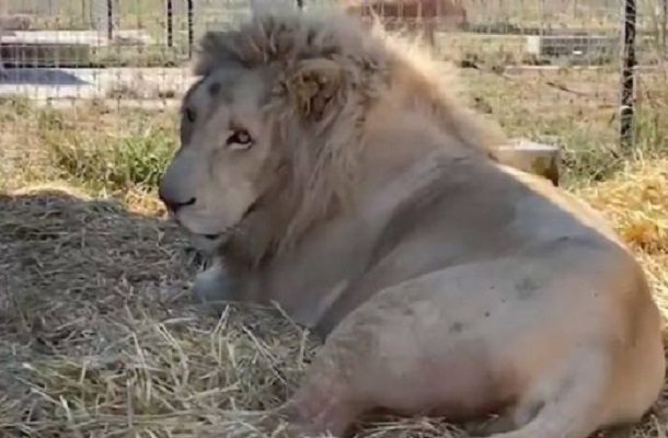 22 de los 190 animales asegurados en refugio de Tlalpan ya están en Chapultepec