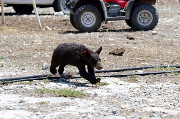 Liberan a oso bebé que había caído de un árbol tras un mal rescate en Saltillo