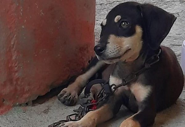 Rescatan a perrito encadenado en calles de Tabasco