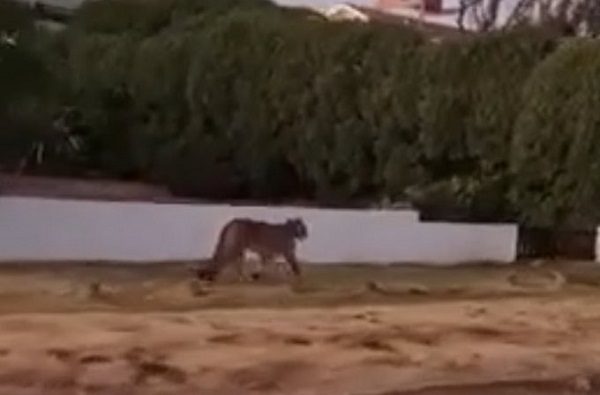 Desatan pánico dos pumas sueltos calles de Argentina #VIDEOS