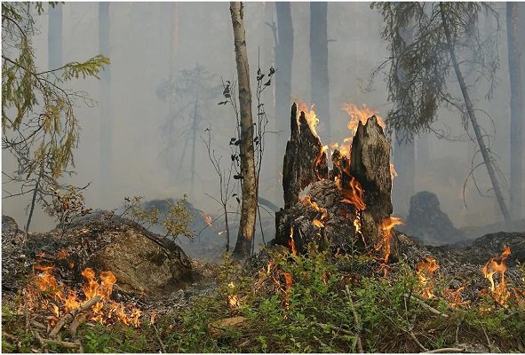 Incendios y calor sofocante atormentan a Europa