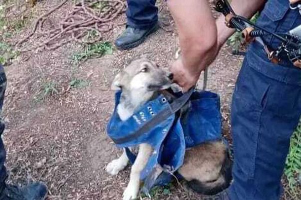Rescatan a perrito atrapado en pozo de 18 metros de profundidad, en Aguascalientes