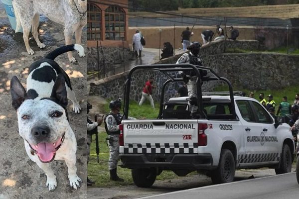 Perritos quedan atrapados en predio donde ocurrió balacera en Topilejo