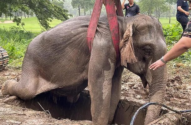 Bebé elefante y su madre son liberados tras caer en zanja, en Tailandia #VIDEO