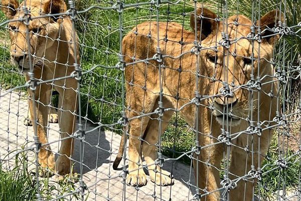 Azcarm acusa que Profepa detuvo traslado de felinos de Black Jaguar