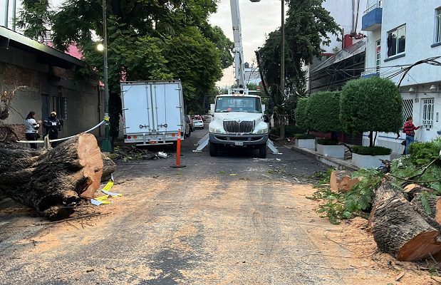 Caída de árbol deja sin luz a vecinos en la colonia Narvarte