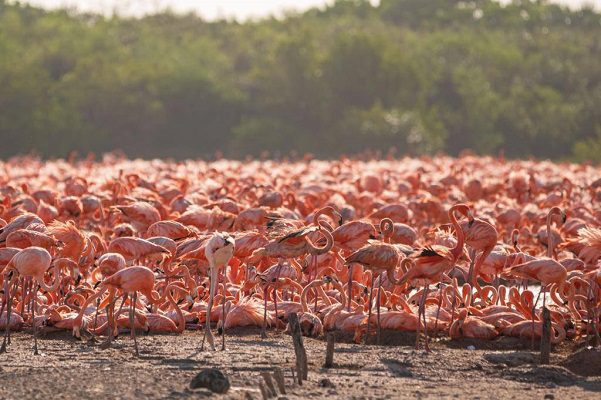 Miles de flamencos arriban a la costa norte de Yucatán