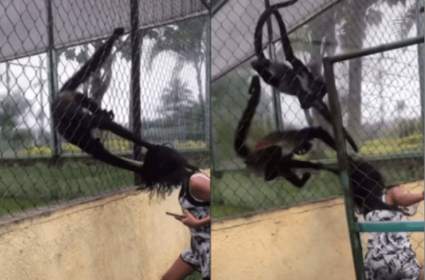 Niña molesta a mono enjaulado y él se defiende y le jala el cabello #VIDEO