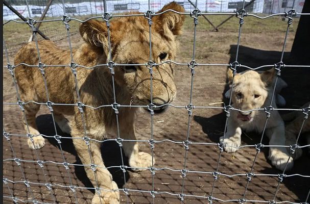 Profepa clausura predio del santuario Black Jaguar: Azcarm