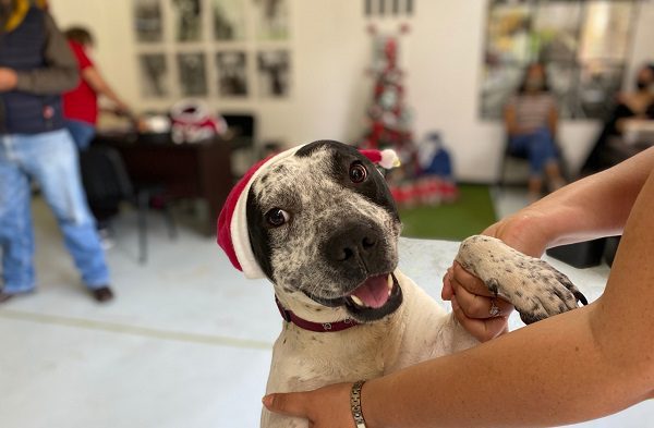 Metro CDMX realiza festival para adoptar perritos rescatados