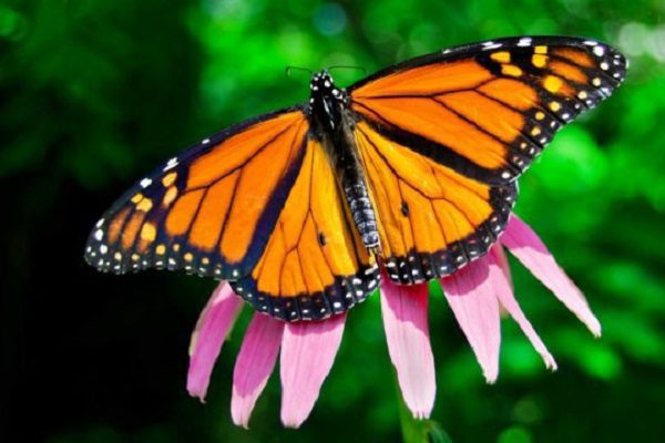 La mariposa monarca entra a lista de especies en peligro