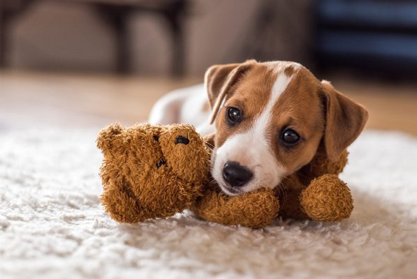¡Abraza a tu lomito! Hoy es el Día Mundial del perro: importancia y el origen de la fecha