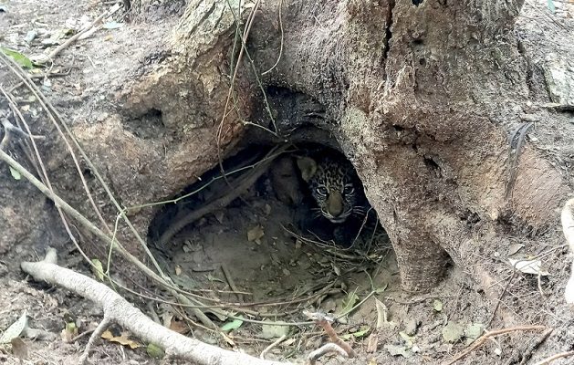 Tras 70 años, nacen los primeros yaguaretés silvestres en Argentina