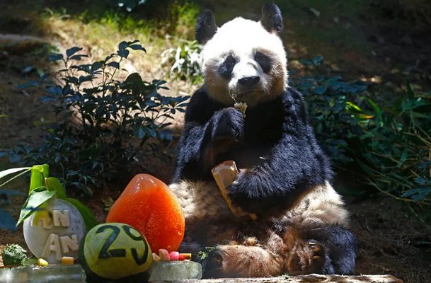 Fallece a los 35 años An An, el panda gigante más longevo del mundo