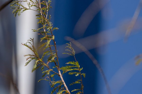 El Ahuehuete de Reforma comienza a reverdecer, celebra la Sedema