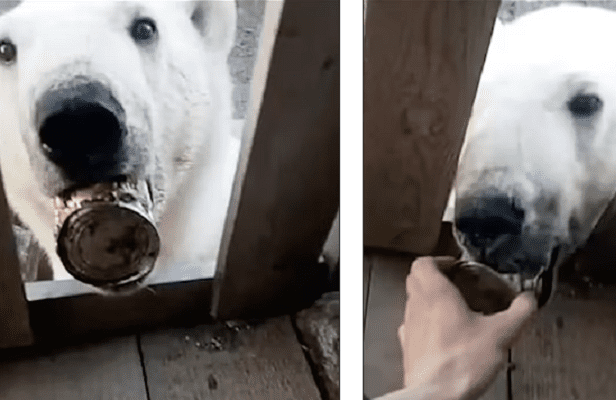 Veterinarios salvan a osa polar que deambulaba con lata atorada en su lengua #VIDEOS