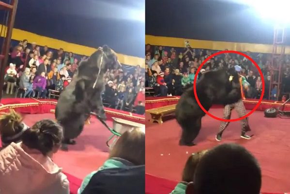Oso ataca a domador en plena función de circo con niños en el público #VIDEO