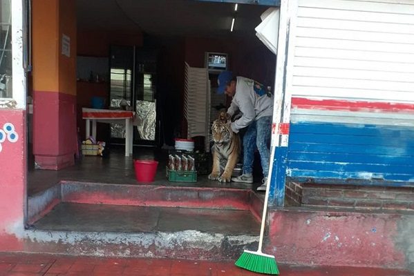 Tigre se mete a taquería mientas deambulaba por calles de Hidalgo