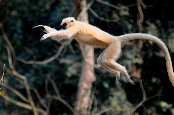 Ataques en serie de macacos dejan 42 heridos en Japón