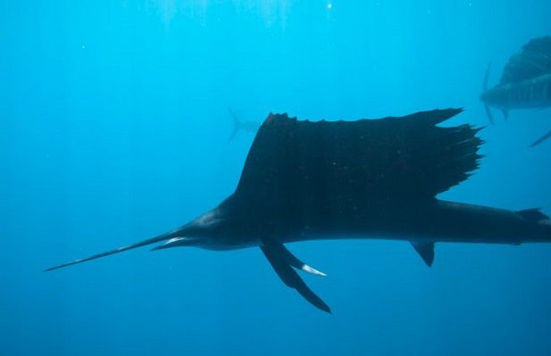 Pez vela salta del agua y apuñala a mujer, en Florida