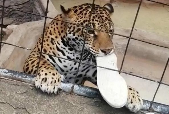 Jaguar ataca a adolescente en zoológico de León, Guanajuato #VIDEO