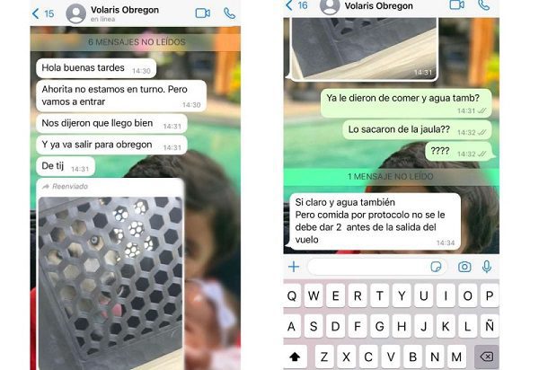 Usuario denuncia que Volaris olvidó subir a su perrito a avión en el AICM